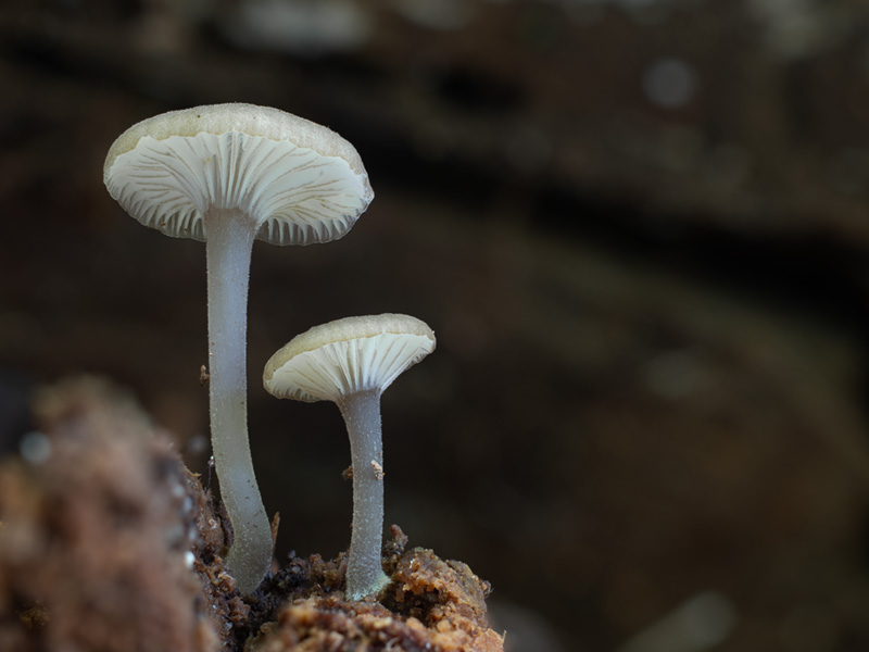 Hydropus marginellus